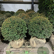 Taxus baccata 70-75 cm met kluit bol