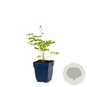 Thalictrum delavayi GM  P11
