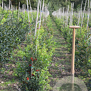 Ilex aq. 'Alaska' 80-100 cm met kluit