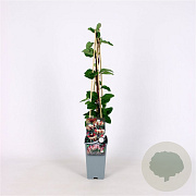 Lonicera periclymenum 70 cm 2,0L