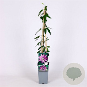 Passiflora 'Lavender Lady' 70 cm 2,0L