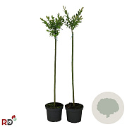 Salix integra 'Hakuro-nishiki' 80 cm stam 5,0L