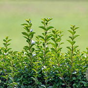 Ligustrum oval. 'Green Diamond' GM wortelgoed 1/2 2-3 tak