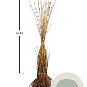 Ligustrum vulg. 'Atrovirens' 30-50 cm wortelgoed 0/1/1 2-3 tak