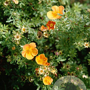 Potentilla f. 'Sunset' 25-40 cm wortelgoed 0/1 2-3 tak