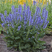 Salvia 'Azure Snow' GM P9