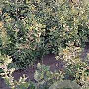 Quercus robur 30-50 cm wortelgoed 1/0 