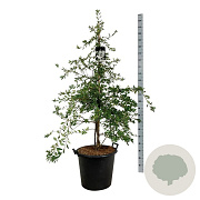 Exochorda 'The Bride' 150-175 cm cont. 55L extra