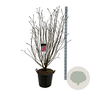 Syringa v. 'And. an Ludwig Späth' 150-175 cm cont. 55L extra