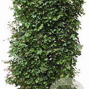 Acer campestre 200 Hoog Haagelement 100Bx40D