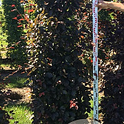 Fagus syl. 'Atropunicea' 200 Hoog Haagelement 100Bx40D