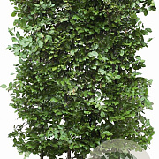 Fagus sylvatica 200 Hoog Haagelement 100Bx40D