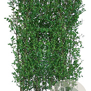 Ligustrum ovalifolium 200 Hoog Haagelement 100Bx40D