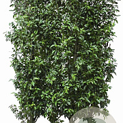 Prunus l. 'Angustifolia' 150 Hoog Haagelement 100Bx40D