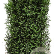 Taxus baccata 120 hoog Haagelement 100Bx40D