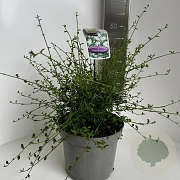 Ceanothus thyr. 'Millerton Point' 30-40 cm 5,0L