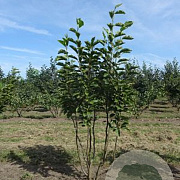 Magnolia soulangeana 125-150 cm draadkluit meerstammig