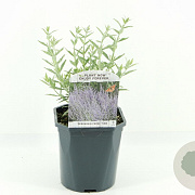 Perovskia atripl. 'Prime Time' 30-40 cm 2,0L