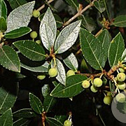 Phillyrea latifolia 30-40 cm 5,0L