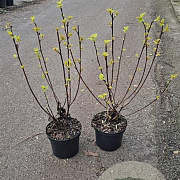 Physocarpus opulif. Lady in Red 40-50 cm 3,0L