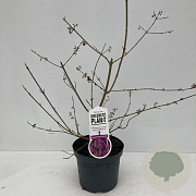 Callicarpa bod. 'Profusion' 45-50 cm 3,5L
