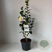 Camellia j. 'Brushfield's Yellow' 35-45 cm 3,5L