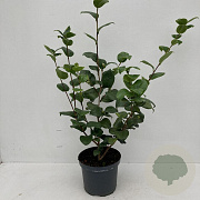 Camellia j. 'Lady Campbell' 40-45 cm 3,5L