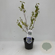 Ceanothus del. 'Henri Défossé' 30-40 cm P17