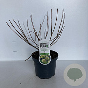 Cephalanthus occidentalis 25-30 cm 3,5L
