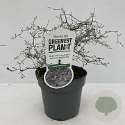 Corokia cotoneaster 20-25 cm P17