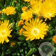 Delosperma congestum 'Gold Nugget' GM P9