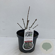Euonymus alat. 'Compactus' 30-40 cm 3,5L