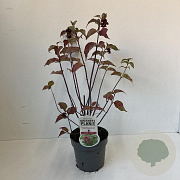 Leycesteria formosa 30-45 cm P17