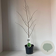 Parrotia persica 110-120 cm 3,5L