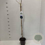 Vitis 'Boskoop Glory' 45-50 cm 2,0L
