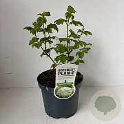 Viburnum opulus 'Roseum' 30-35 cm 3,5L