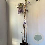 Wisteria sinensis 'Prolific' 110-120 cm 7,5L