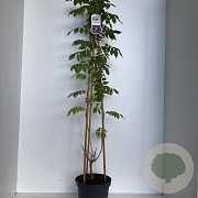 Wisteria sinensis 'Prolific' 110-120 cm 7,5L piramide