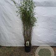 Fargesia 'Jiuzhaigou 1' 175-200 cm 15L