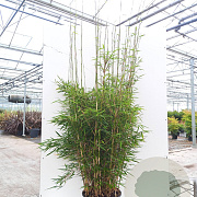 Fargesia robusta 'Campbell' 150-175 cm 15L