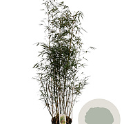 Fargesia robusta 'Campbell' 150-175 cm 15L