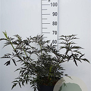 Sambucus nigra Black Lace 30-40 cm 10L