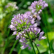 Allium Avatar GM P9