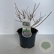Hydrangea pan. 'Phantom' 30-40 cm 3,5L