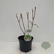 Hydrangea quercifolia 30-40 cm 3,5L