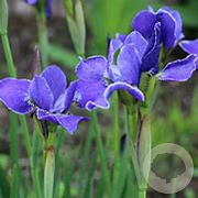 Iris sib. 'Silver Edge' GM P9