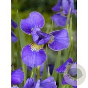 Iris sib. 'Silver Edge' GM P9