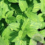 Mentha gentilis 'Ginger' GM P9