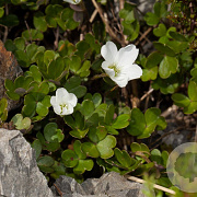 Oxalis magellanica 'Nelson' GM P9