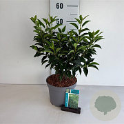 Prunus l. 'Angustifolia' 30-40 cm 3,5L